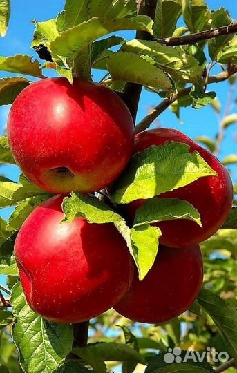 Сбор яблок с 3-х разовым питанием Тульская обл