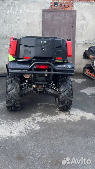 Arctic cat