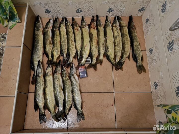 Рыба свежемороженная разная