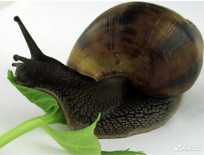 Улитки ахатины