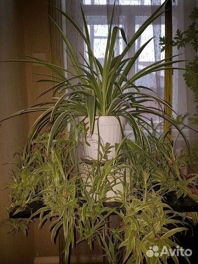 Хлорофитум