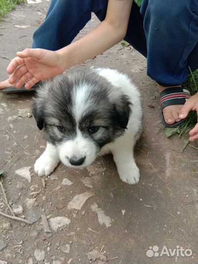 Щенки