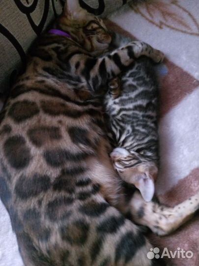 Бенгальская