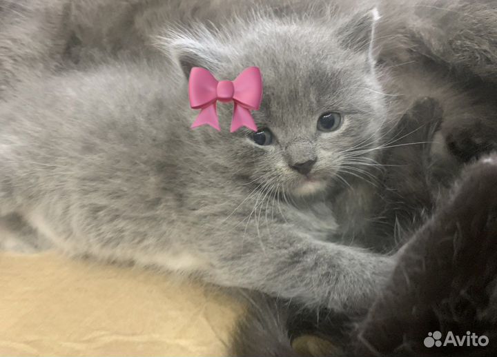 Британские котята