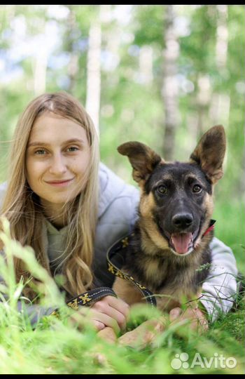 Отдам в добрые руки собаку Дафну