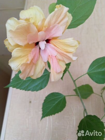 Гибискус сорт Double Yellow Peach