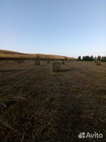 Продам сено в рулонах свежий укос