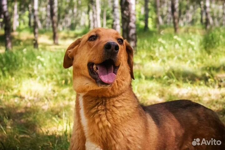 Спасите Манго из приюта