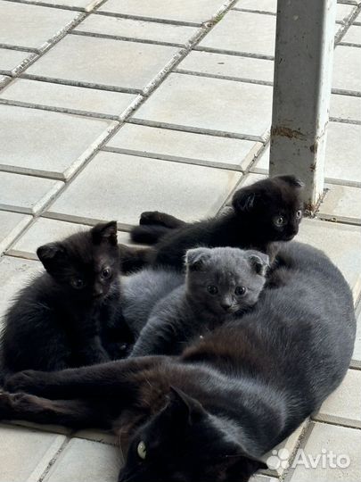 Очаровательные котята