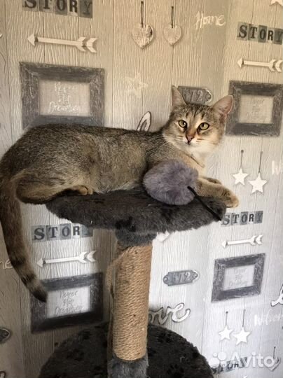 Кошка в дар бесплатно