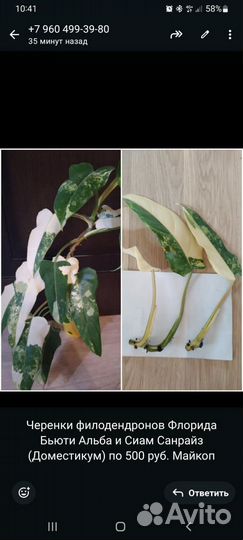 Филодендроны сортовые