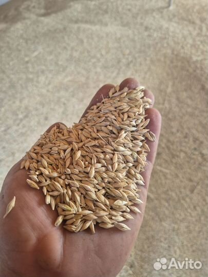 Ячмень яровой