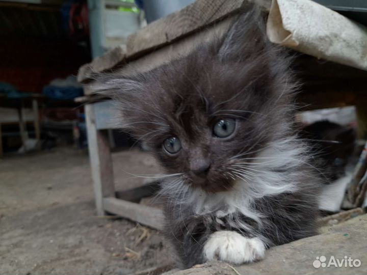 Мини котята двое