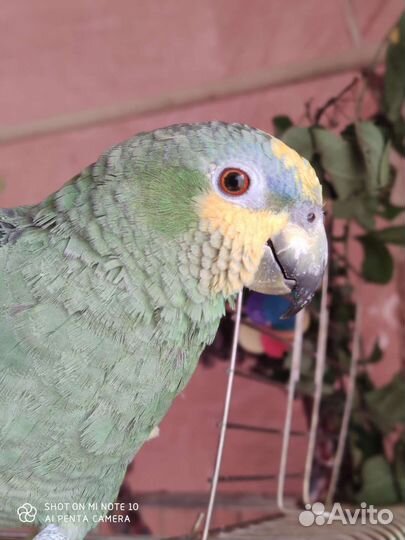 Попугай Венесуэльский Амазон