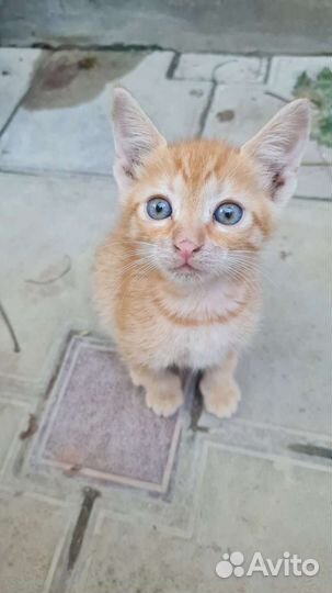Отдам котят