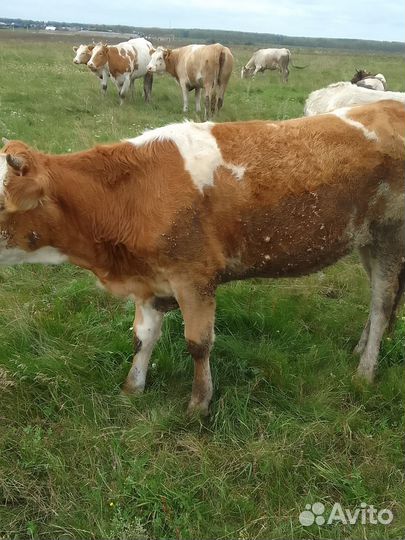 Корова дойная с теленком