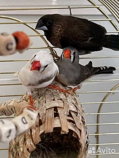 Птица амадин