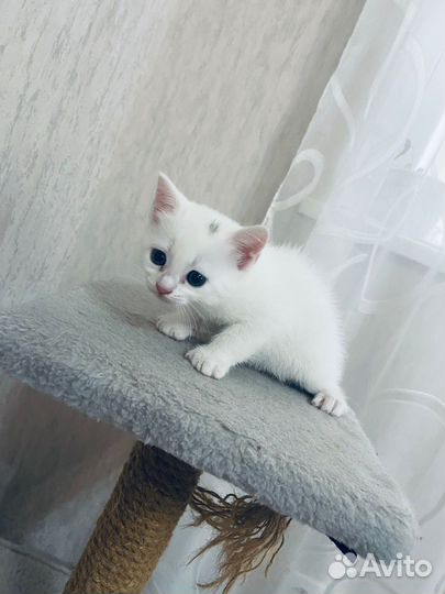 Котенок в добрые руки