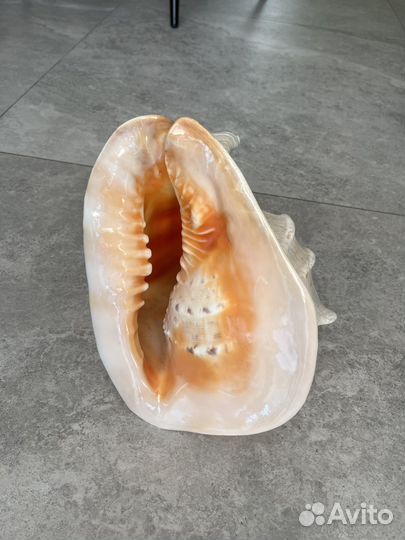 Морские ракушки раковины