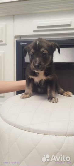 Отдам щенков девочек и мальчиков