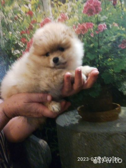 Малипуська