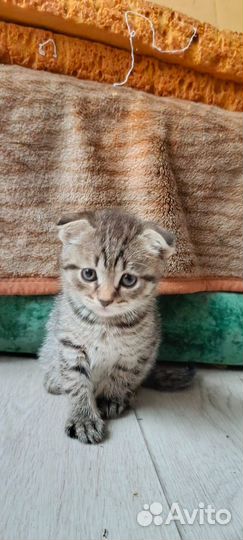 Шотландская