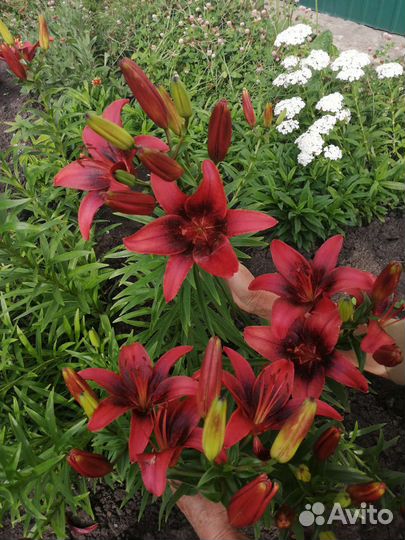 Садовые цветы