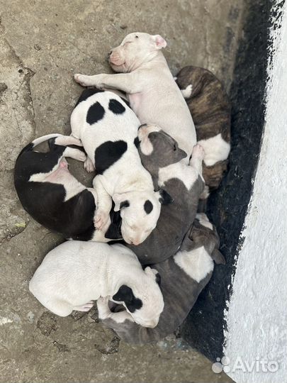 Амстафф щенки