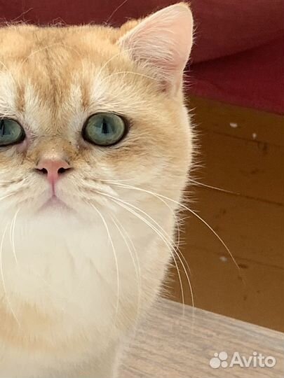 Британская кошка