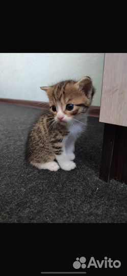 Котик в дар