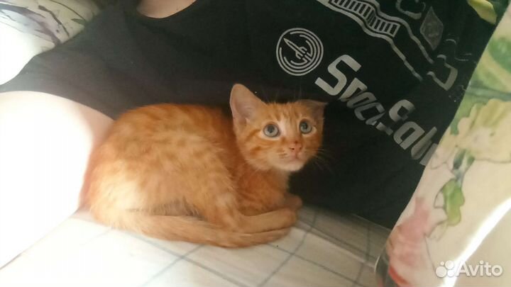 Котик
