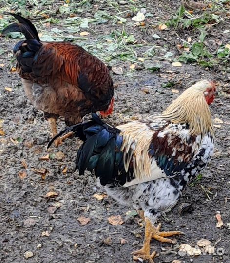 Молодые петухи