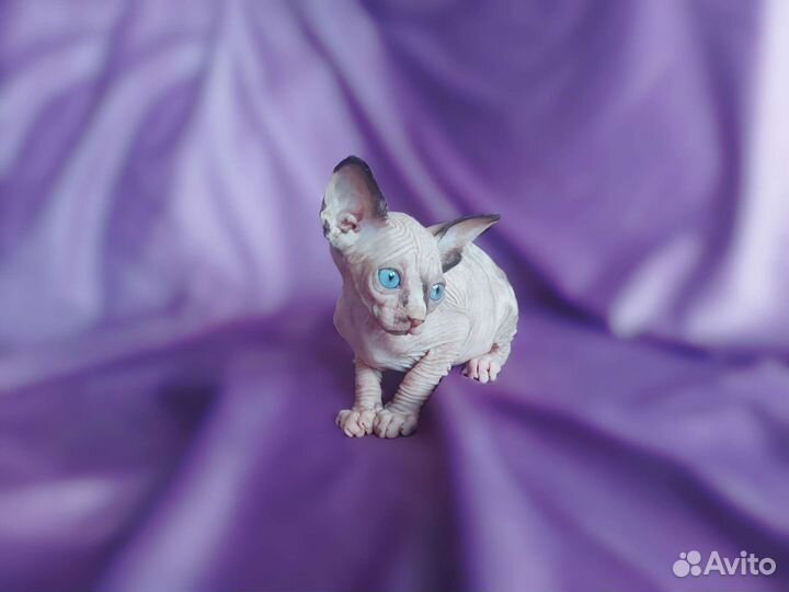 Канадский сфинкс. Котенок девочка