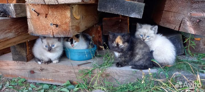 Котята в добрые руки