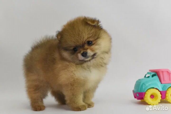 Продаются щенки шпица, малого и померанского