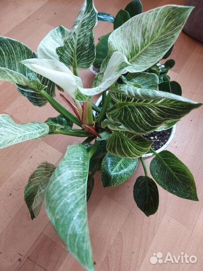 Филодендрон биркин white
