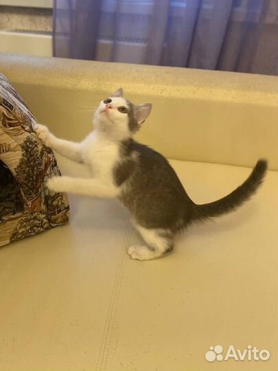 Котенок белый с серым бесплатно в дар