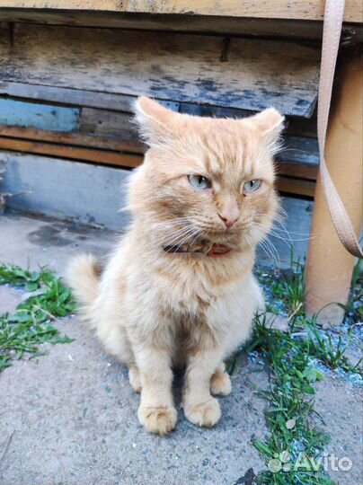 Кот в добрые руки