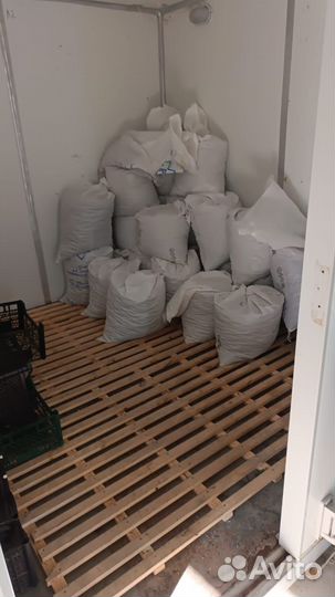 Шишки сосновые молодые