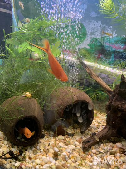 Кокосы в аквариум (декорации в аквариум)