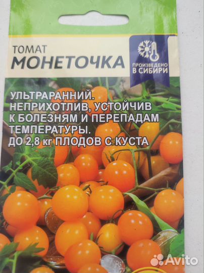 Рассада помидор