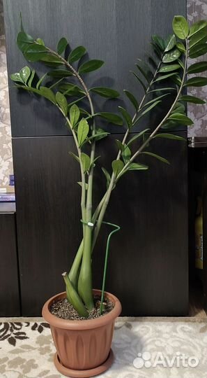 Замиокулькас