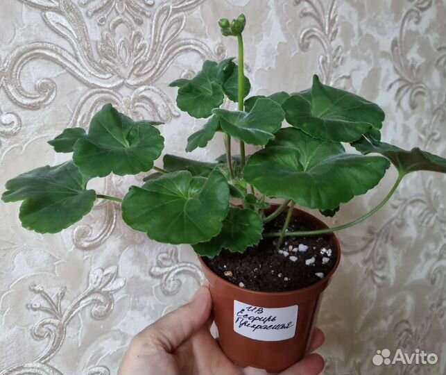 Герань пеларгония