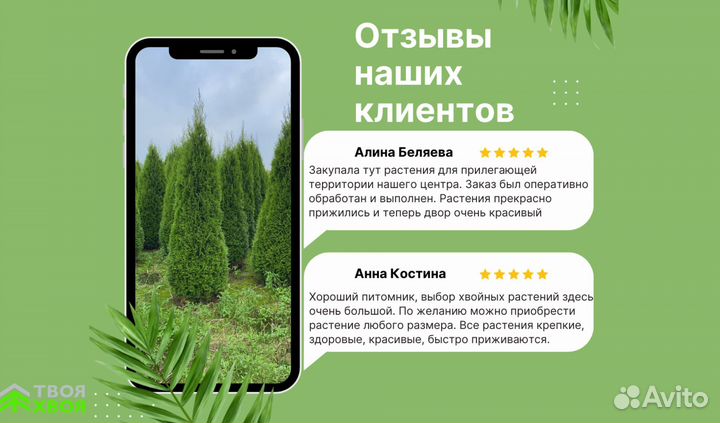 Сосна премиум (для вашего прекрасного участка)