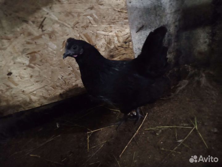 Инкубационное яйцо