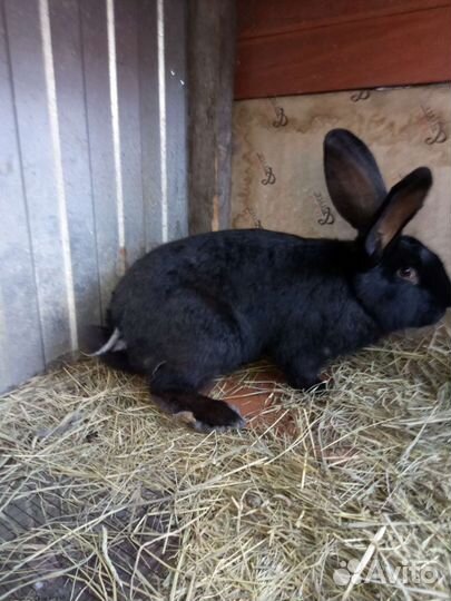 Кролики для вязки