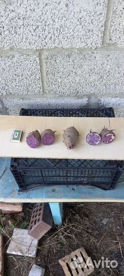 Картофель семенной