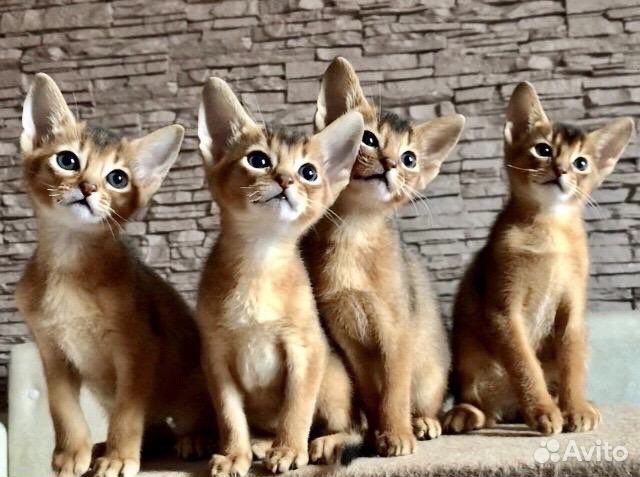 Абиссинские котята