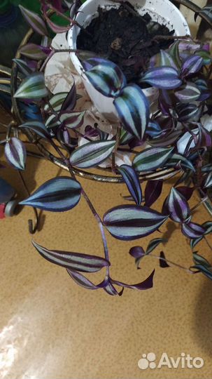 Традесканция Зебрина фиолетовая в горшочках
