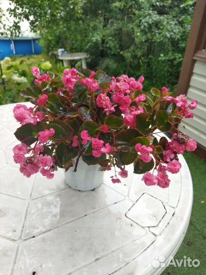 Бегония вечноцветущая махровая